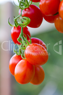 tomatoes