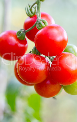 tomatoes