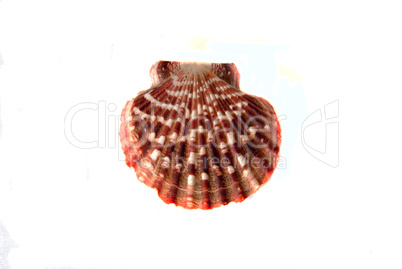sea shells. marine life