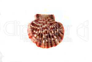 sea shells. marine life