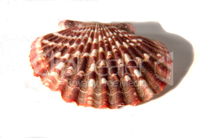 big sea shells