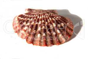 big sea shells