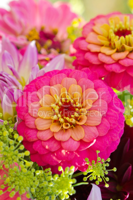 zinnias