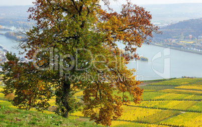 Autumn at the Rhine River in Germany