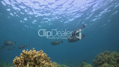 Humphead Parrotfish on a coral reef