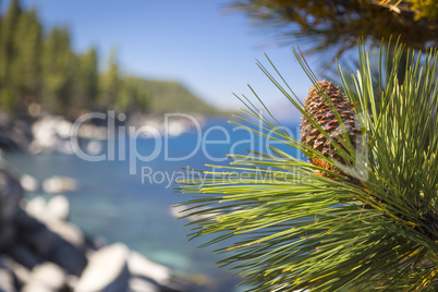 Beautiful Pine Cone on Tree Near Lake Shore