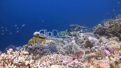 Colorful coral reef with many Fish