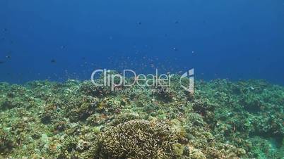 Coral reef with Anthias and Surgeonfish