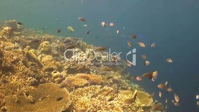 Coral reef with table corals