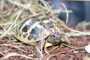 Hermann's tortoise (Testudo hermanni boettgeri)
