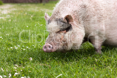Schwein im Gras