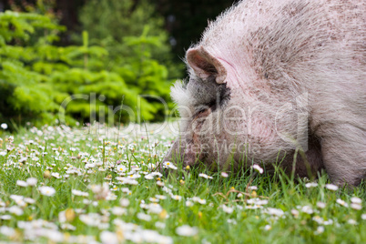 Schwein im Gras