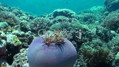 Clownfish in a sea anemone