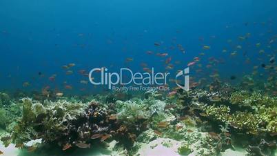 Coral reef with Anthias and Damselfish