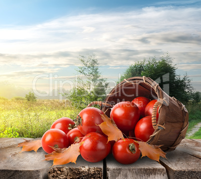 Tomatoes on the table