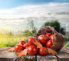 Tomatoes on the table
