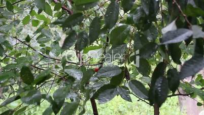 it's raining on the cherry-tree