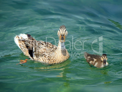 Mallard or wild duck female and baby, anas platyrhynchos