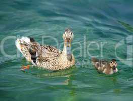 Mallard or wild duck female and baby, anas platyrhynchos