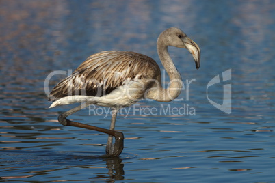 Young greater flamingo, phoenicopterus roseus, Camargue, France