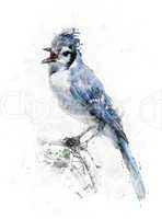 Watercolor Image Of Blue Jay