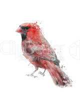 Watercolor Image Of Red Cardinal