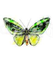 Watercolor Image Of Tropical Butterfly