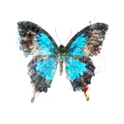 Watercolor Image Of Tropical Butterfly
