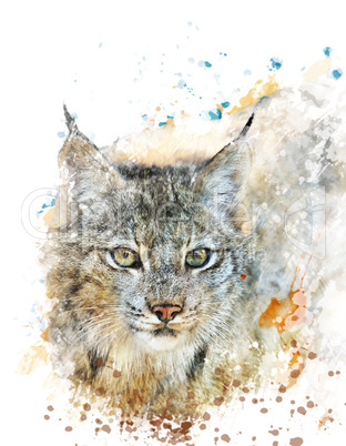 Watercolor Image Of Lynx