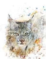 Watercolor Image Of Lynx