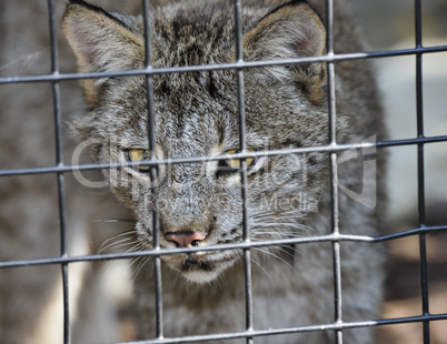 Lynx In Cage