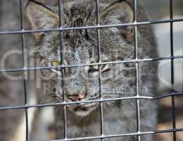 Lynx In Cage