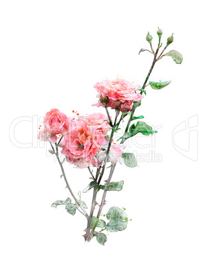 Watercolor Image Of Roses