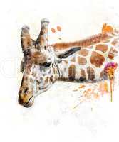 Watercolor Image Of Giraffe
