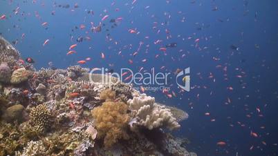 Coral reef with Grouper, Anthias and Fusilier