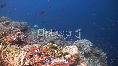 Coral reef with Anthias and Fusilier