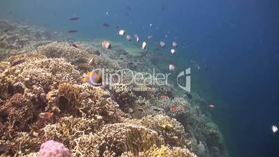 The edge of a coral reef with many fish