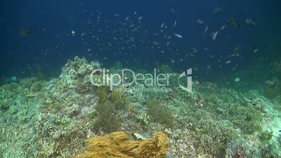 Coral reef with Snapper and Parrotfish