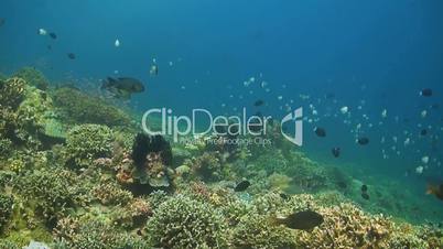 Coral reef with healthy hard corals and many fish