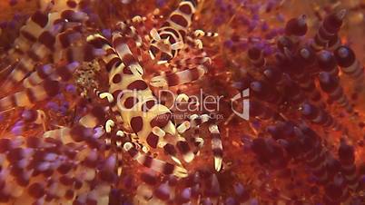 Coleman shrimps on a Sea Urchin