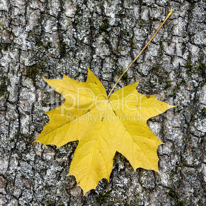 Yellow maple leaf