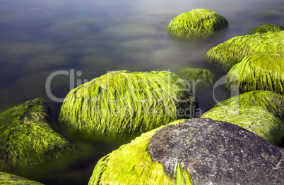 Seaside stones and moss