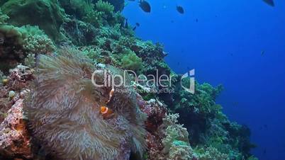 Clownfish on a sloping reef