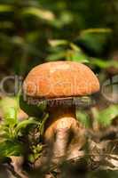 Porcini fungi on the litter