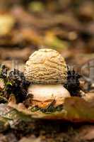 Edible Blusher fungi (Amanita rubescens)