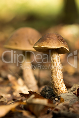 ClEdible boletus (Leccinum crocipodium)