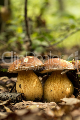 Porcini fungi on the litter