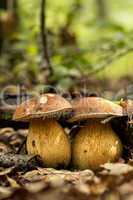 Porcini fungi on the litter
