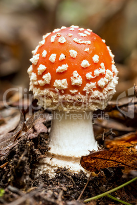 Fly amanita fungus