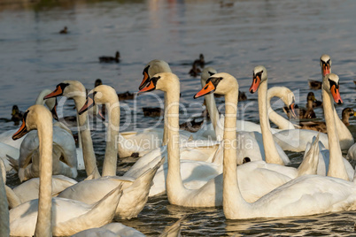 Swans